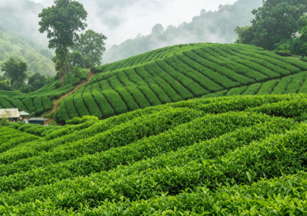 Tea Garden